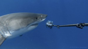 Exclusive 360 degree video of Great white shark | George Probst