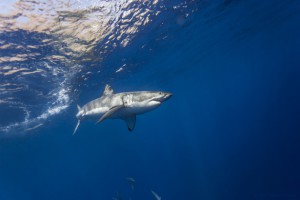 Exclusive 360 degree video of Great white shark | George Probst