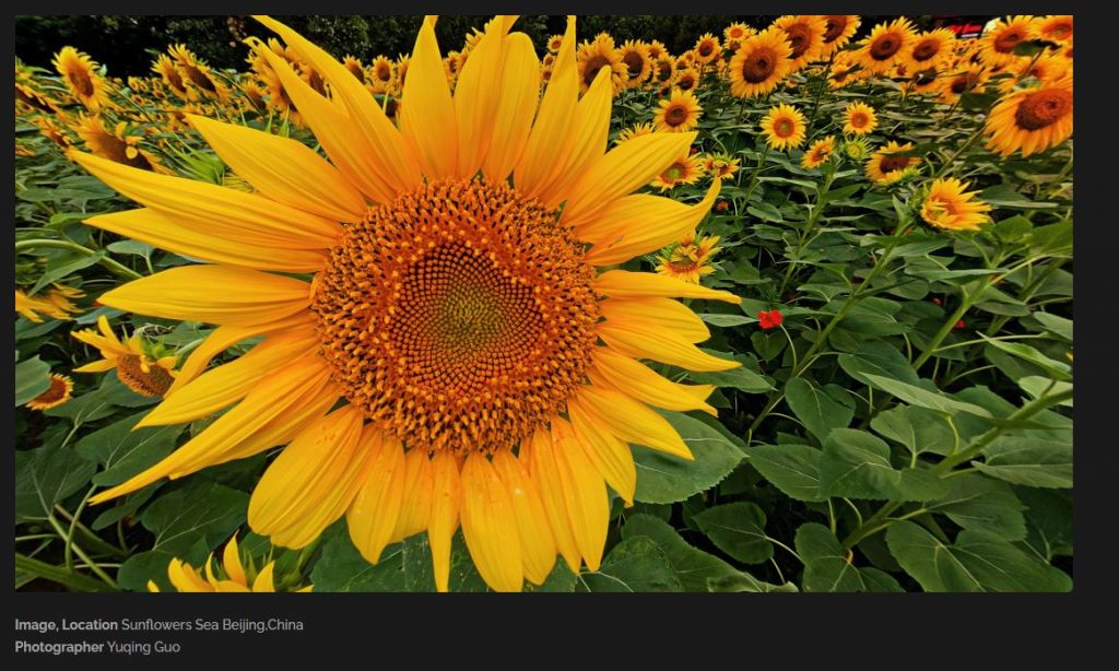 crop view of sunflower field panorama by Yuqing Guo