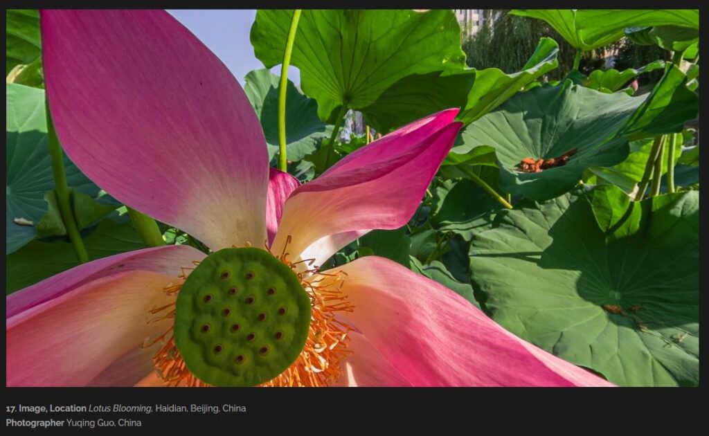 Yuqing Guo's Lotus Blooming